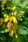 Bombus pascuorum